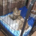 Космос на земле — коту из Петропавловска, которого выбросили из окна, нужна помощь