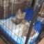 Космос на земле — коту из Петропавловска, которого выбросили из окна, нужна помощь