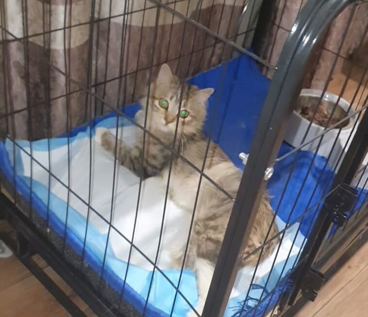 Космос на земле — коту из Петропавловска, которого выбросили из окна, нужна помощь