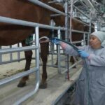 Золото степей: первую ферму по производству сухого кобыльего молока открыли в СКО