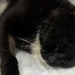 Не смогли в Костанае – помогли в Петропавловске: волонтер спасла кошку, выброшенную с высоты