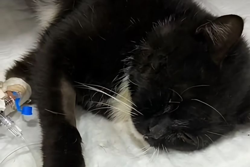 Не смогли в Костанае – помогли в Петропавловске: волонтер спасла кошку, выброшенную с высоты