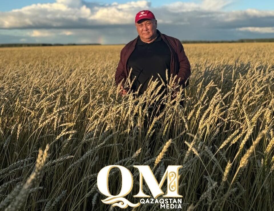 Из деревни в тренды: как одна культура меняет экономику хозяйств СКО