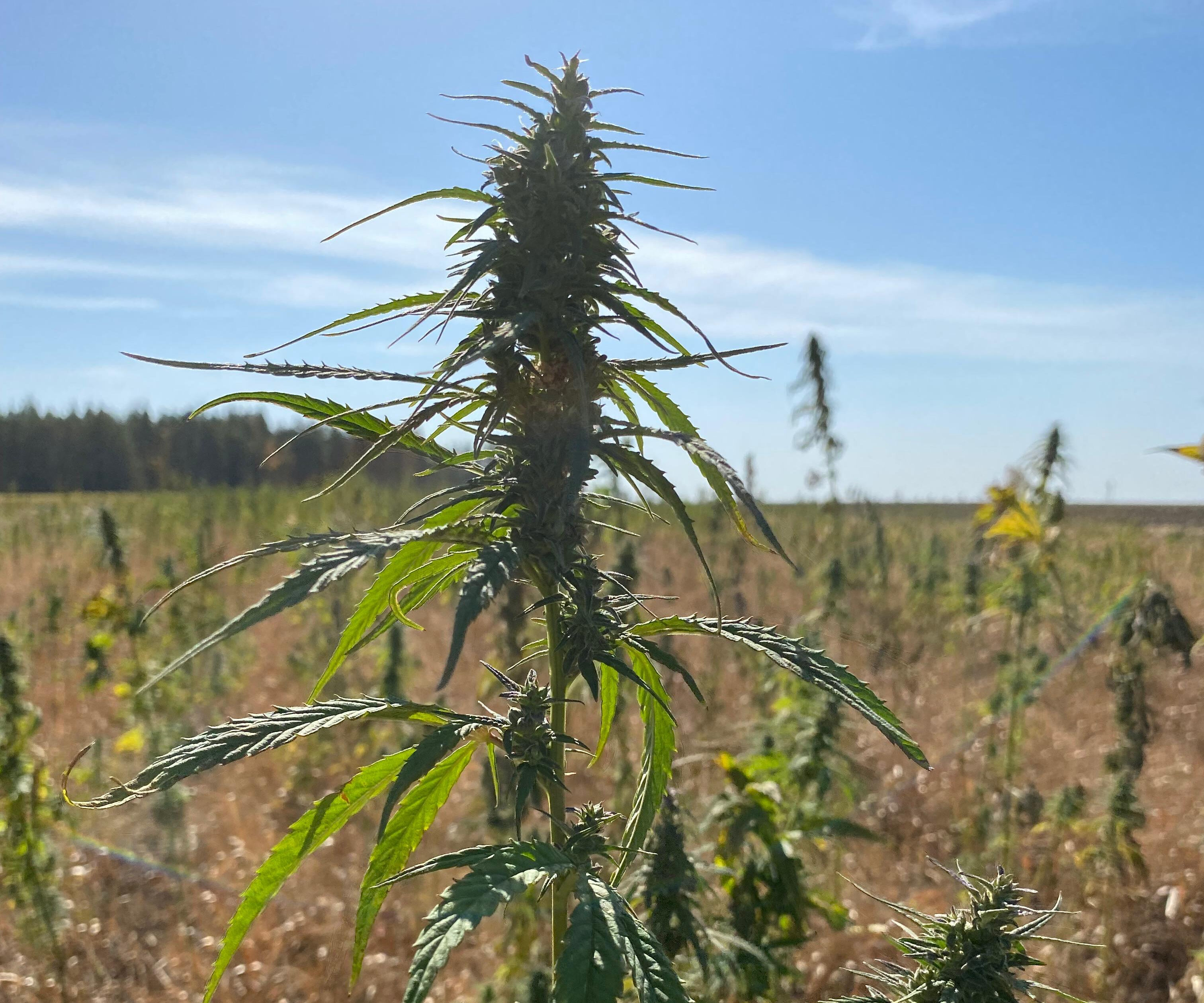 Конопля под контролем - в Казахстане утвердили правила выращивания каннабиса