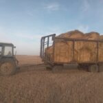 64 тысячи веников и тонны зерна: как североказахстанские лесники спасают диких животных