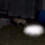 СҚО-да түлкі үйдің ауласына кіріп, мысықты өлтіріп, итті талады