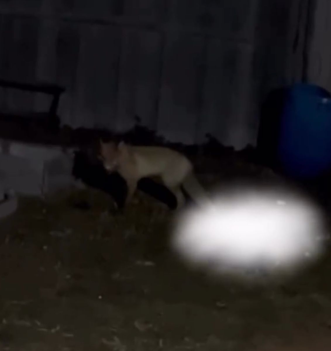 СҚО-да түлкі үйдің ауласына кіріп, мысықты өлтіріп, итті талады