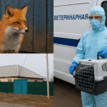 Лиса напала на животных и напугала жителей села в Северо-Казахстанской области