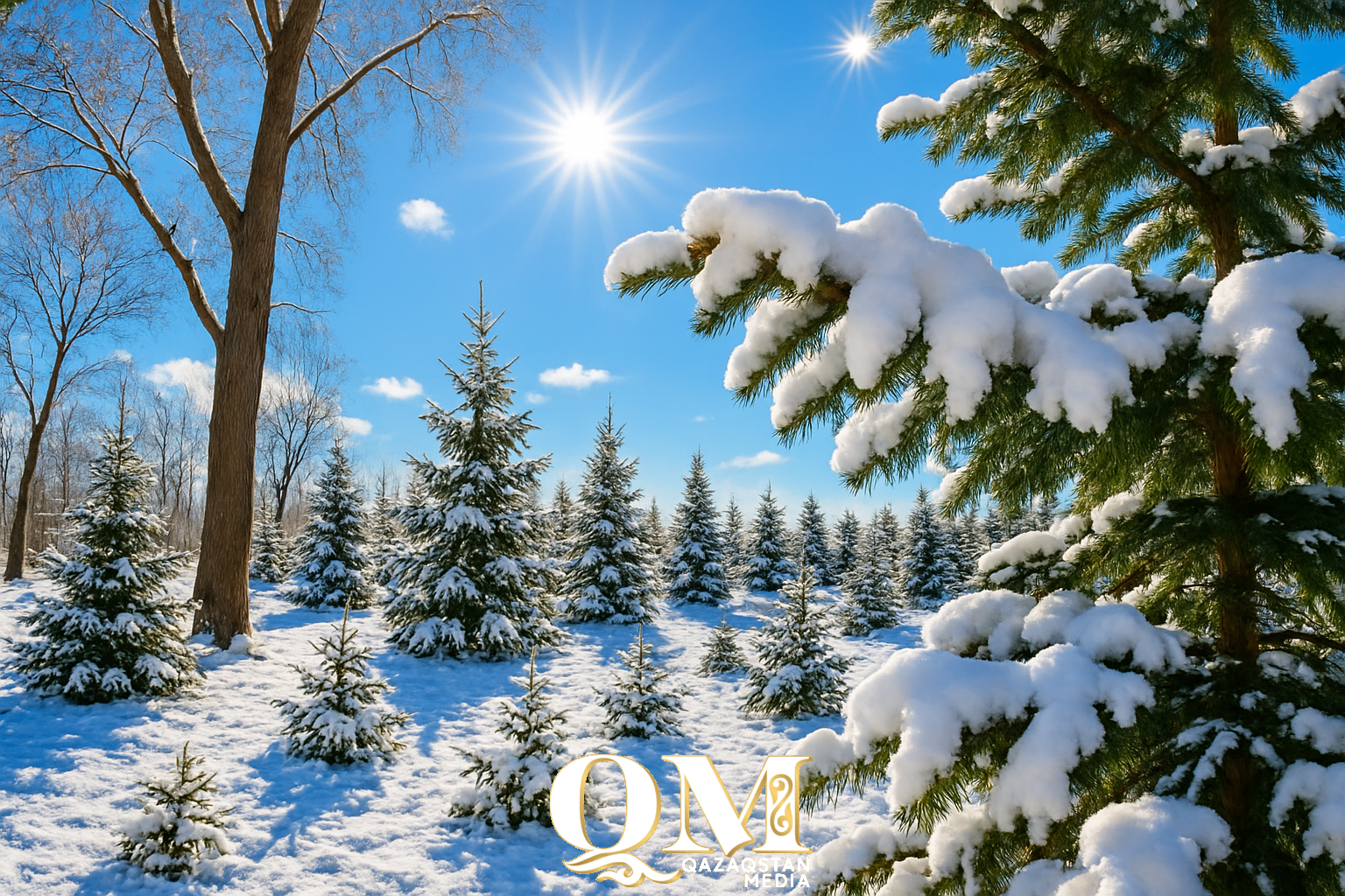 Срубил елку — заплати штраф: охрану хвойных усиливают в СКО