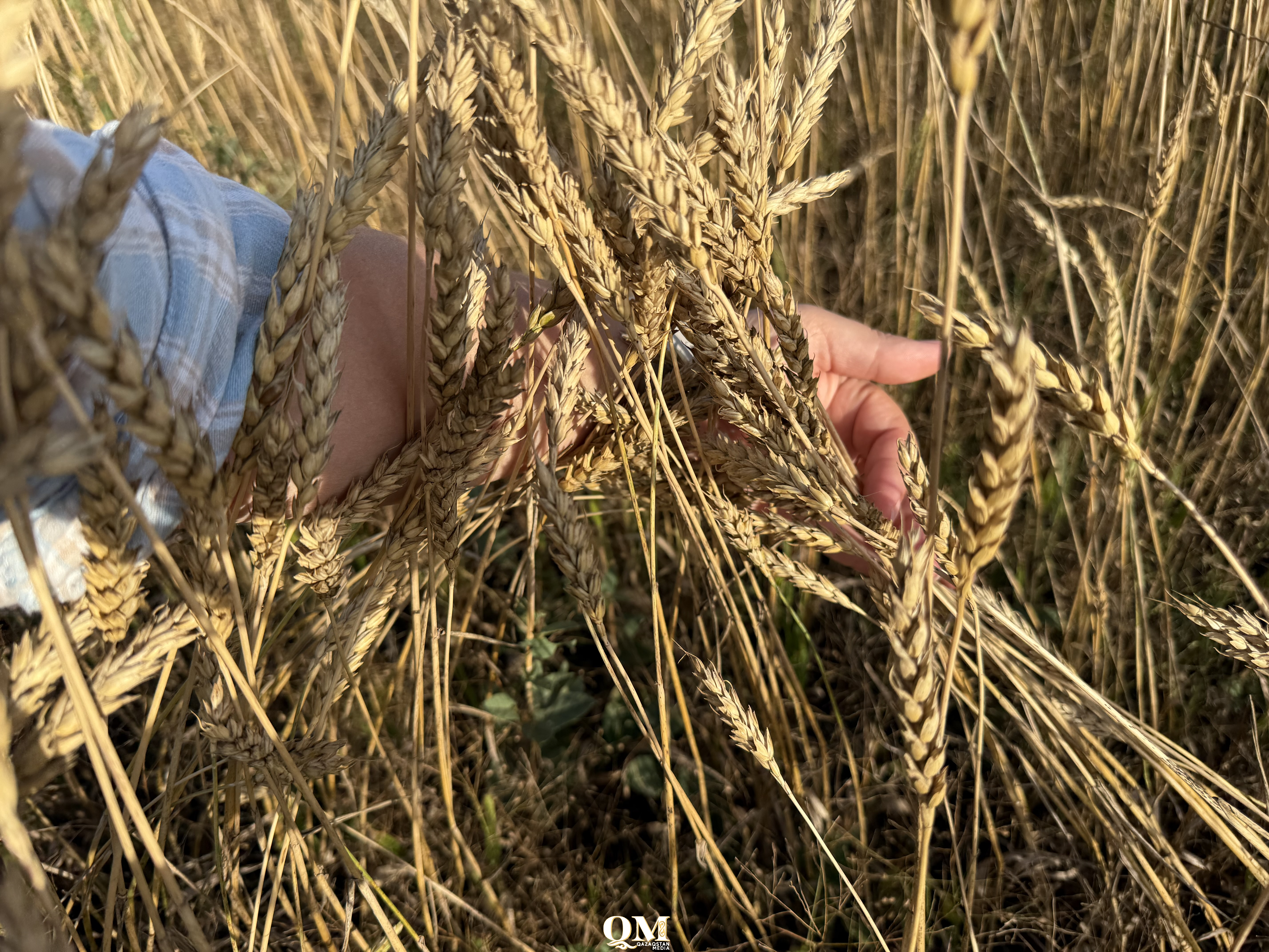 Рекордный урожай зерновых и других сельхозкультур собрали в Казахстане