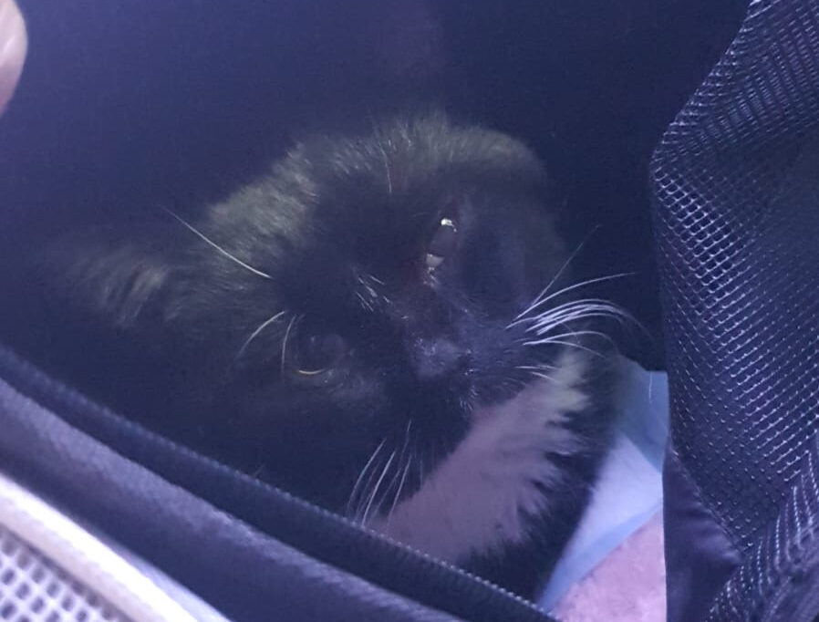 Коту Саве из Петропавловска срочно требуется донор в Караганде