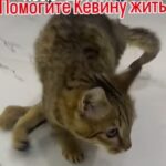 Вывернутые лапы — не приговор: в Петропавловске спасают кота из Тараза, которого хотели усыпить