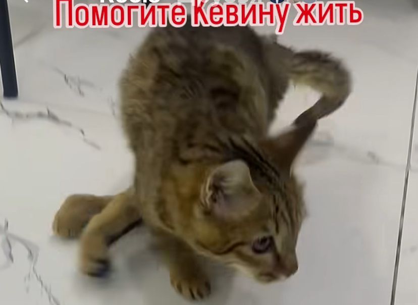 Вывернутые лапы — не приговор: в Петропавловске спасают кота из Тараза, которого хотели усыпить