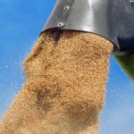 Золотой миллион. Свыше 20 ц/га собирали хозяйства района им. Габита Мусрепова СКО