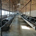 Быка за рога – строительство откормочной площадки завершают в селе Астраханке СКО