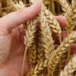 Североказахстанские аграрии завершили уборку с лучшими показателями в стране