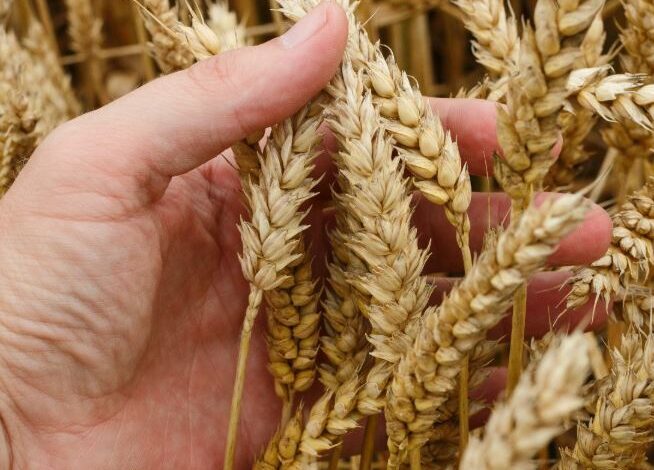 Североказахстанские аграрии завершили уборку с лучшими показателями в стране