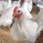 Крылья успеха: «Северный бройлер» поднимает Аккайынский район на новый уровень