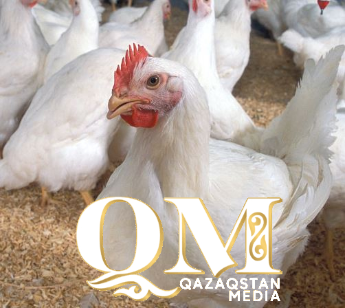 Крылья успеха: «Северный бройлер» поднимает Аккайынский район на новый уровень