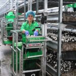 Шампиньоны к празднику: умную грибную ферму запустили в Петропавловске