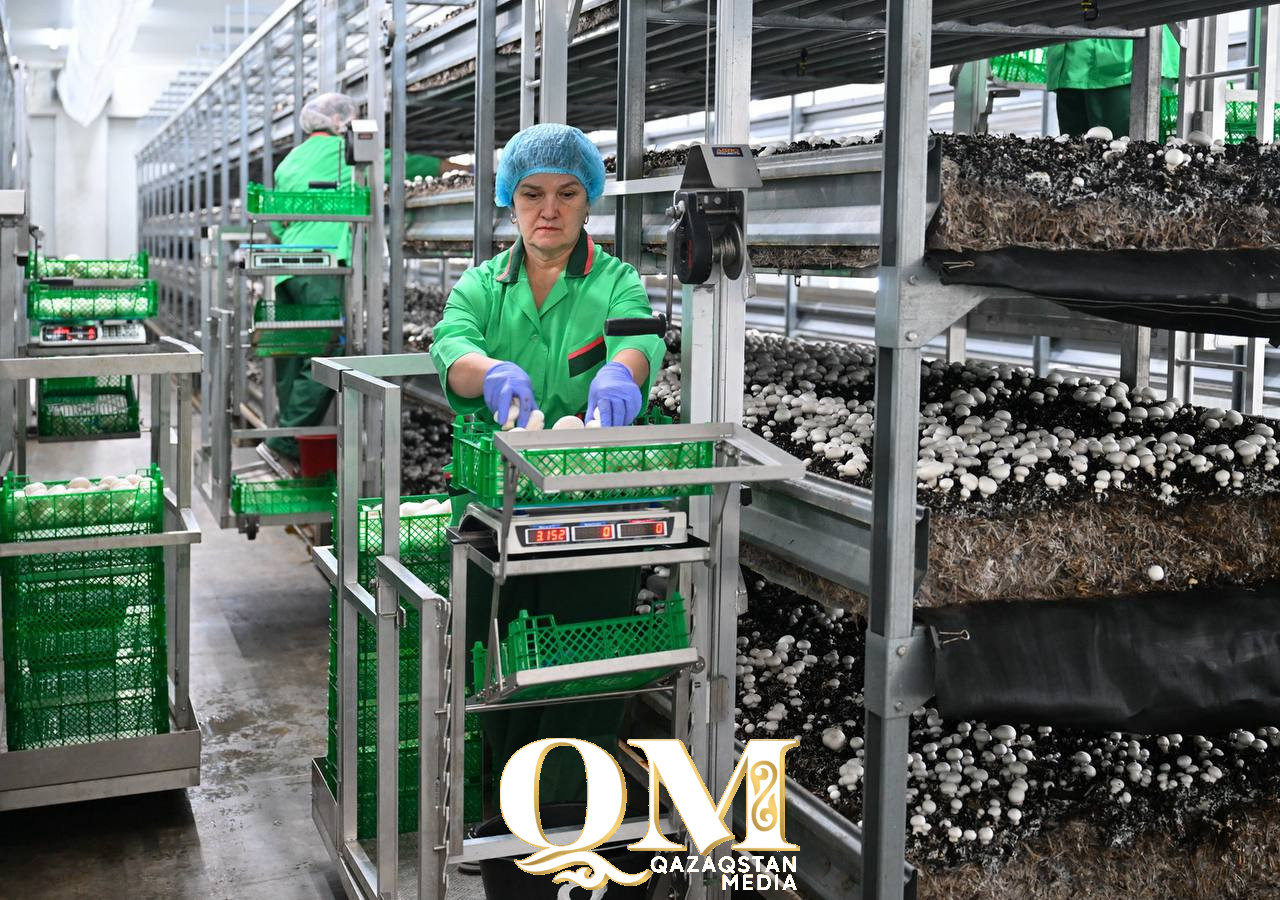 Шампиньоны к празднику: умную грибную ферму запустили в Петропавловске