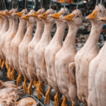 Пастереллез не подтвердился: в СКО проверили конфискованное мясо из Шаховского