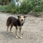 Временный приют для бездомных животных могут открыть в поселке Заречном