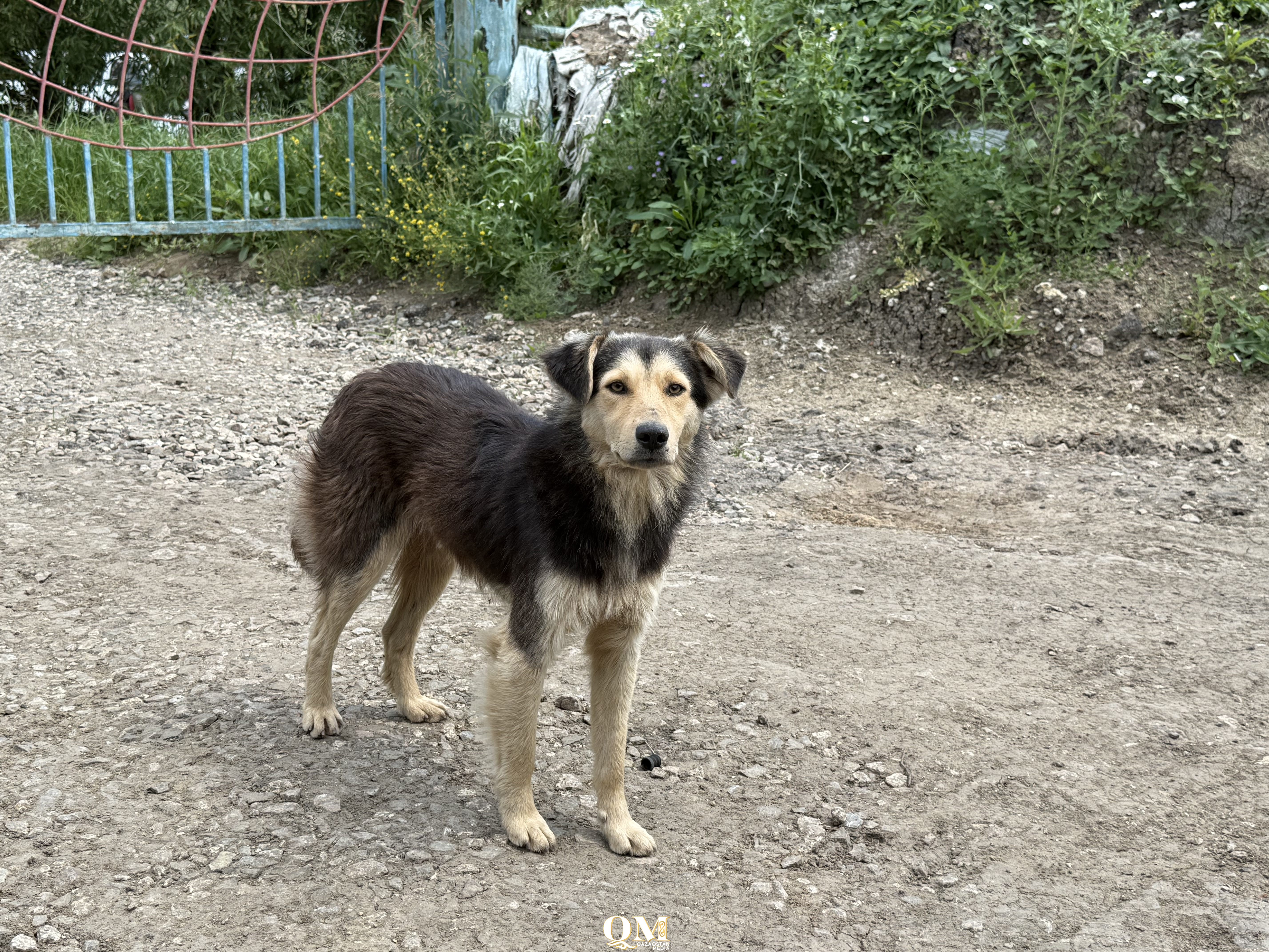 Временный приют для бездомных животных могут открыть в поселке Заречном