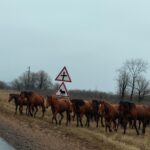 Смертельный галоп по трассе: еще одно ДТП с лошадью произошло в СКО