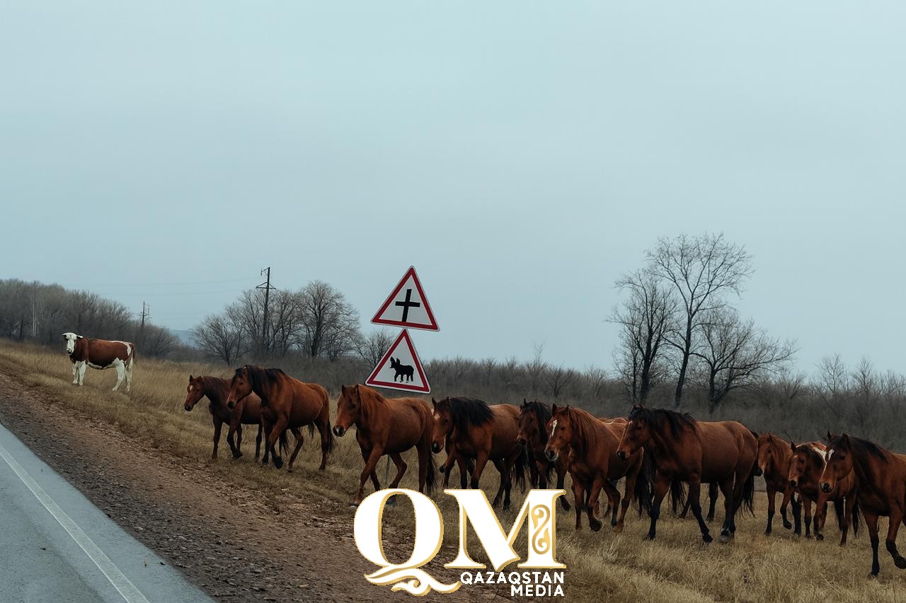 Смертельный галоп по трассе: еще одно ДТП с лошадью произошло в СКО