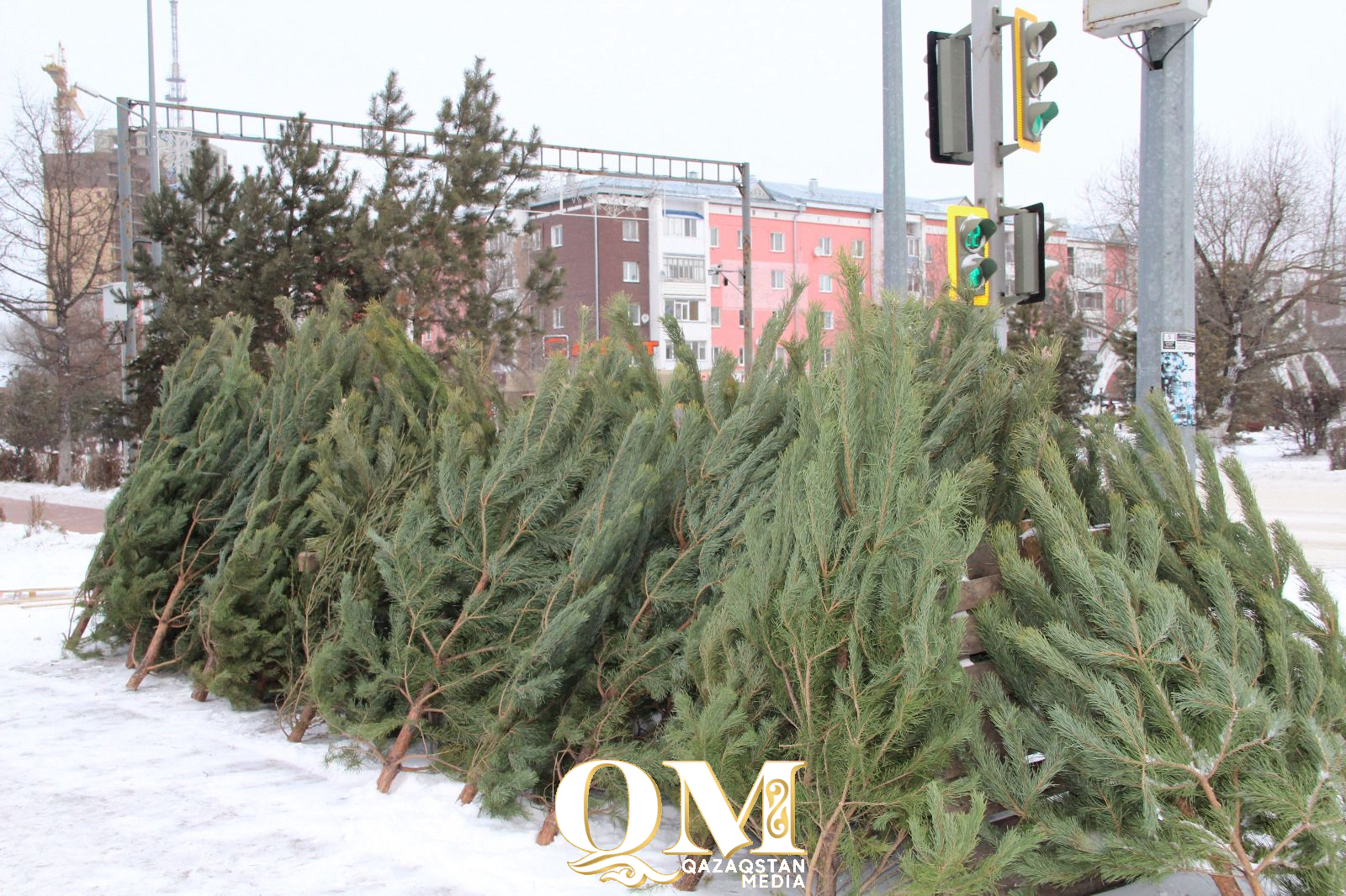 Как и зачем ловят нелегальных продавцов ёлок в Петропавловске