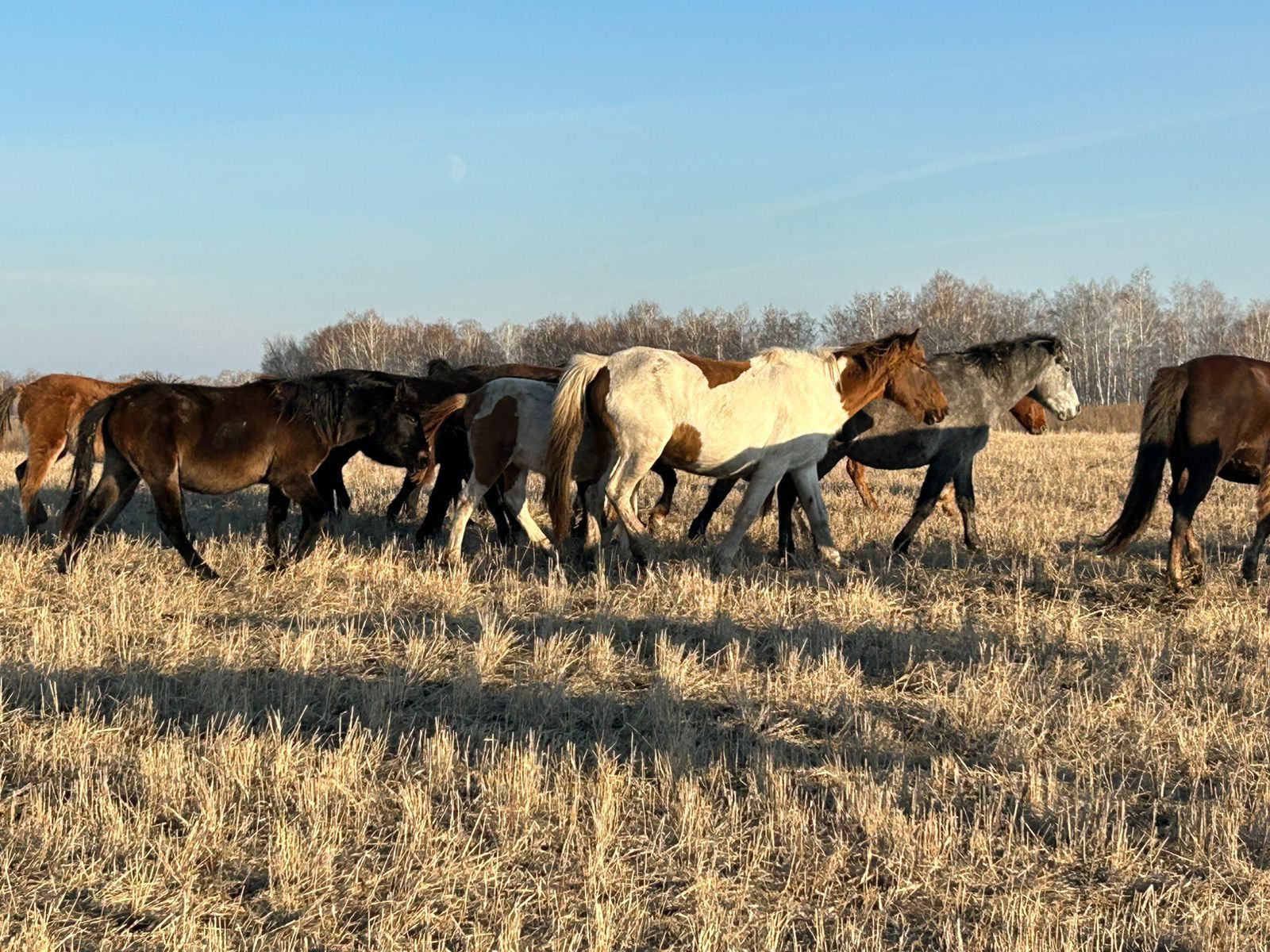Табун лошадей искали с помощью дронов на севере Казахстана
