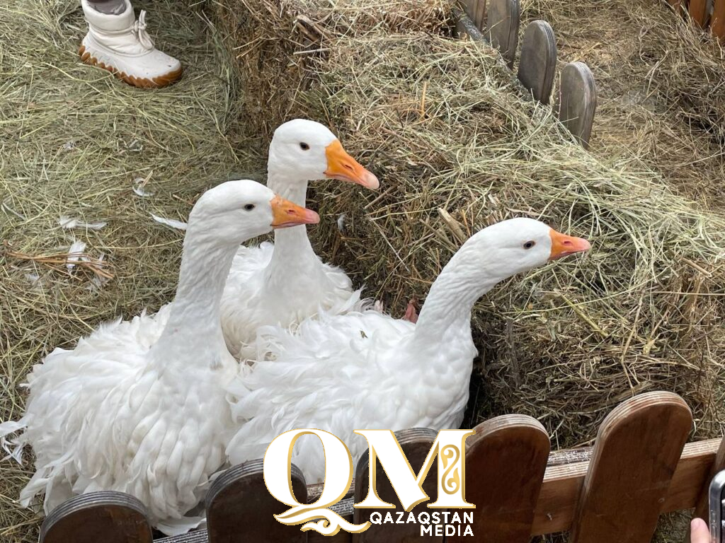 Фестиваль «Новогодний гусь» с пернатыми звездами и деликатесами прошел в Петропавловске 