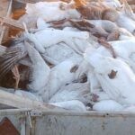 Из села Шаховского, где недавно гибла птица от пастереллеза, пытались тайно вывезти гусиное мясо