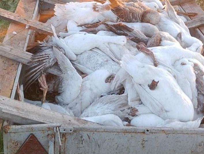 Из села Шаховского, где недавно гибла птица от пастереллеза, пытались тайно вывезти гусиное мясо