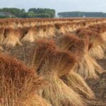 Строительные плиты из соломы будут выпускать в Тайыншинском районе СКО