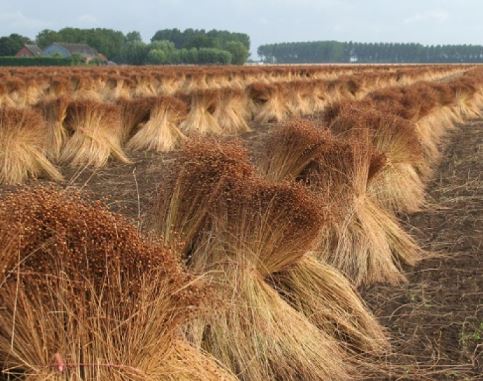 Строительные плиты из соломы будут выпускать в Тайыншинском районе СКО