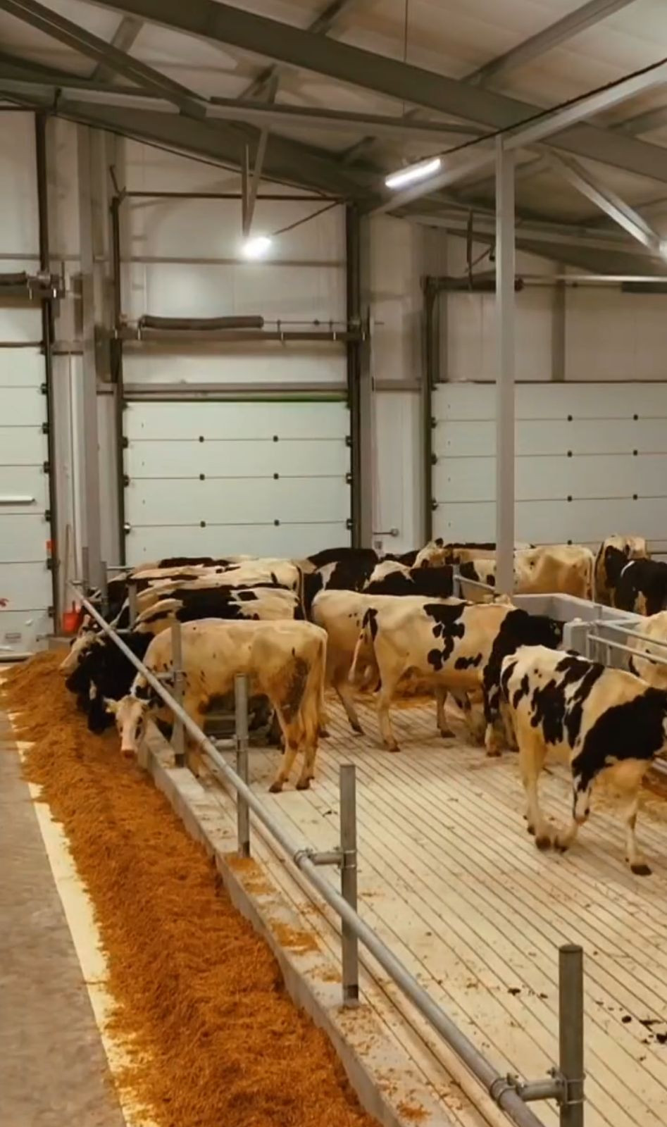 СҚО-дағы серіктестікке Германиядан асыл тұқымды мал әкелінді