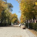 Научный подход к озеленению и цифровой дендроплан меняют облик Петропавловска