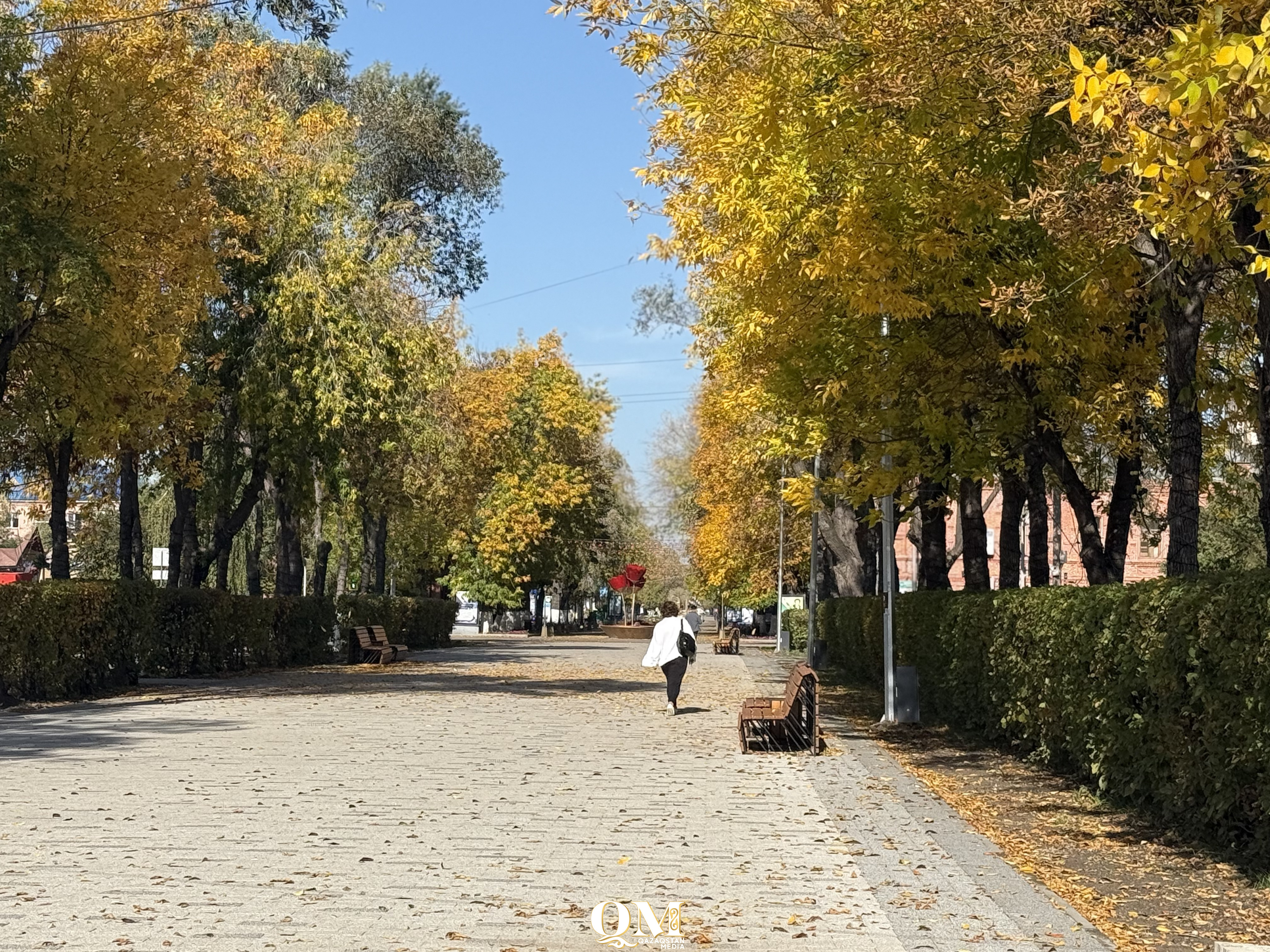Научный подход к озеленению и цифровой дендроплан меняют облик Петропавловска