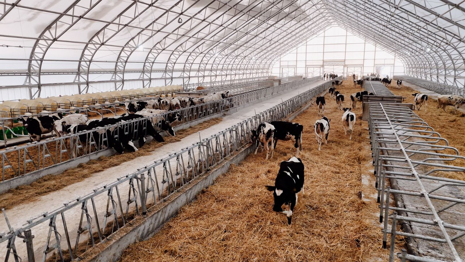 Немецкое качество: 165 племенных голштинов завезли из Германии в СКО