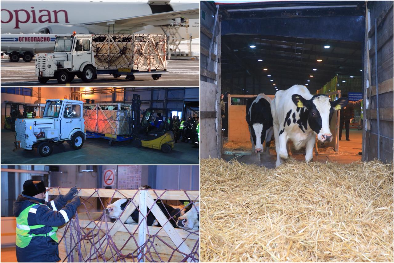 Немецкое качество: 165 племенных голштинов завезли из Германии в СКО