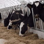 Немецкое качество: 165 племенных голштинов завезли из Германии в СКО