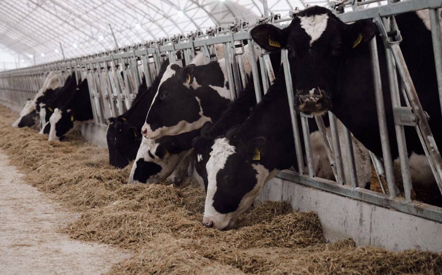 Немецкое качество: 165 племенных голштинов завезли из Германии в СКО