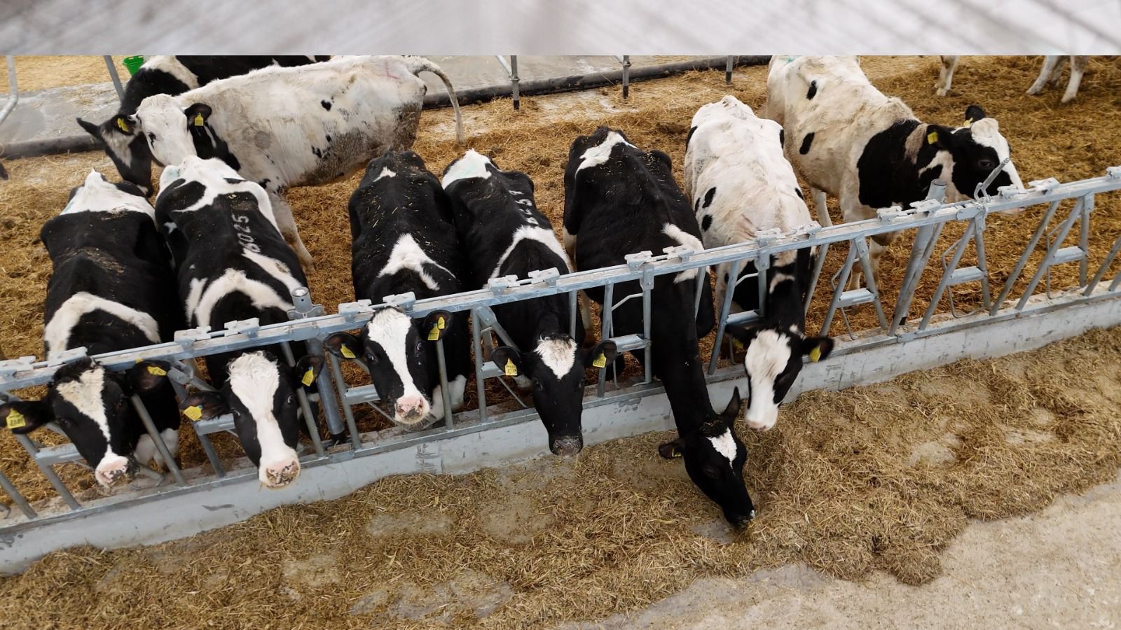 Немецкое качество: 165 племенных голштинов завезли из Германии в СКО