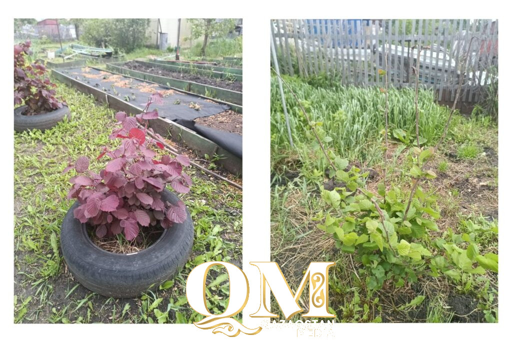 Маньчжурский абрикос и канадский фундук: какие редкие растения приживаются в Петропавловске