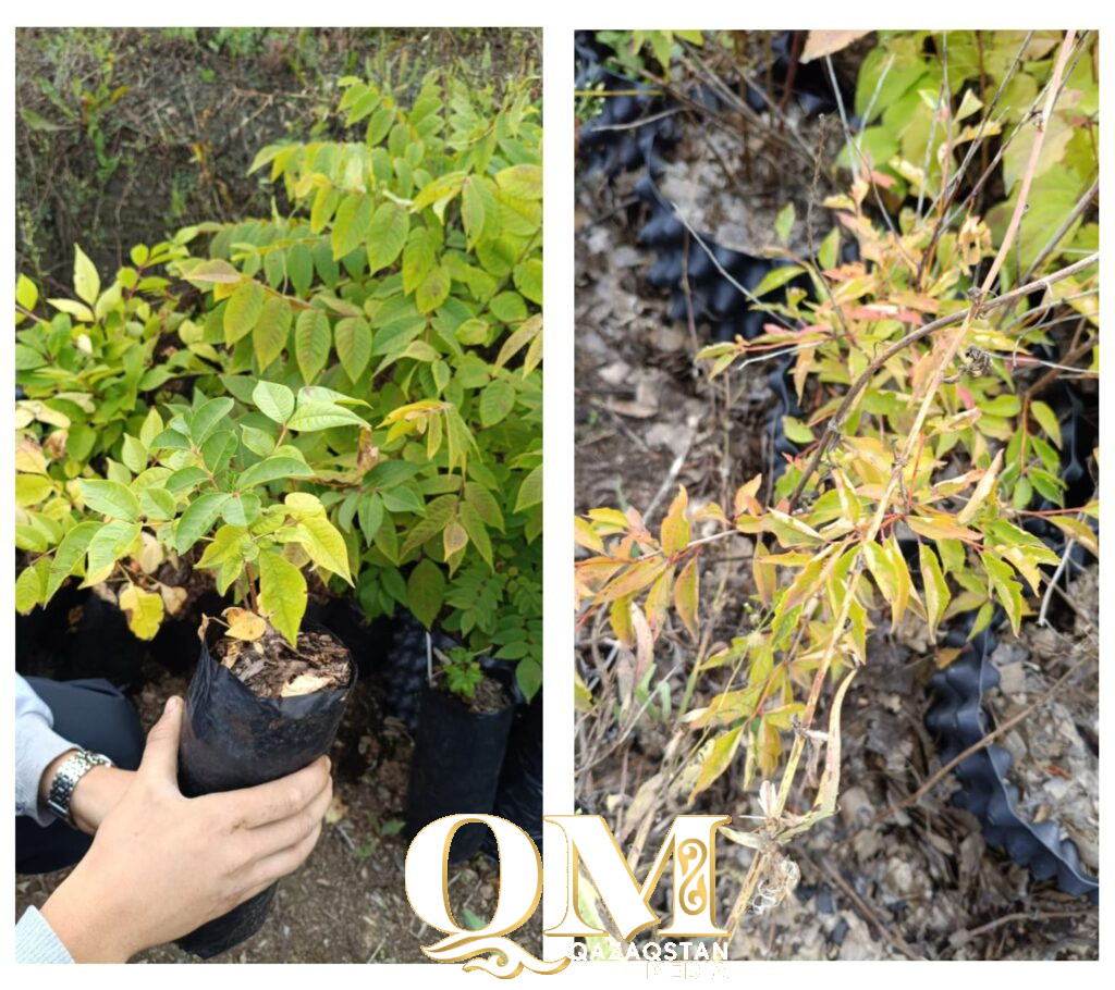 Маньчжурский абрикос и канадский фундук: какие редкие растения приживаются в Петропавловске