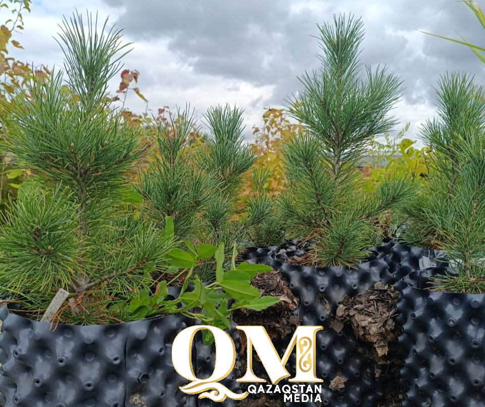 Маньчжурский абрикос и канадский фундук: какие редкие растения приживаются в Петропавловске