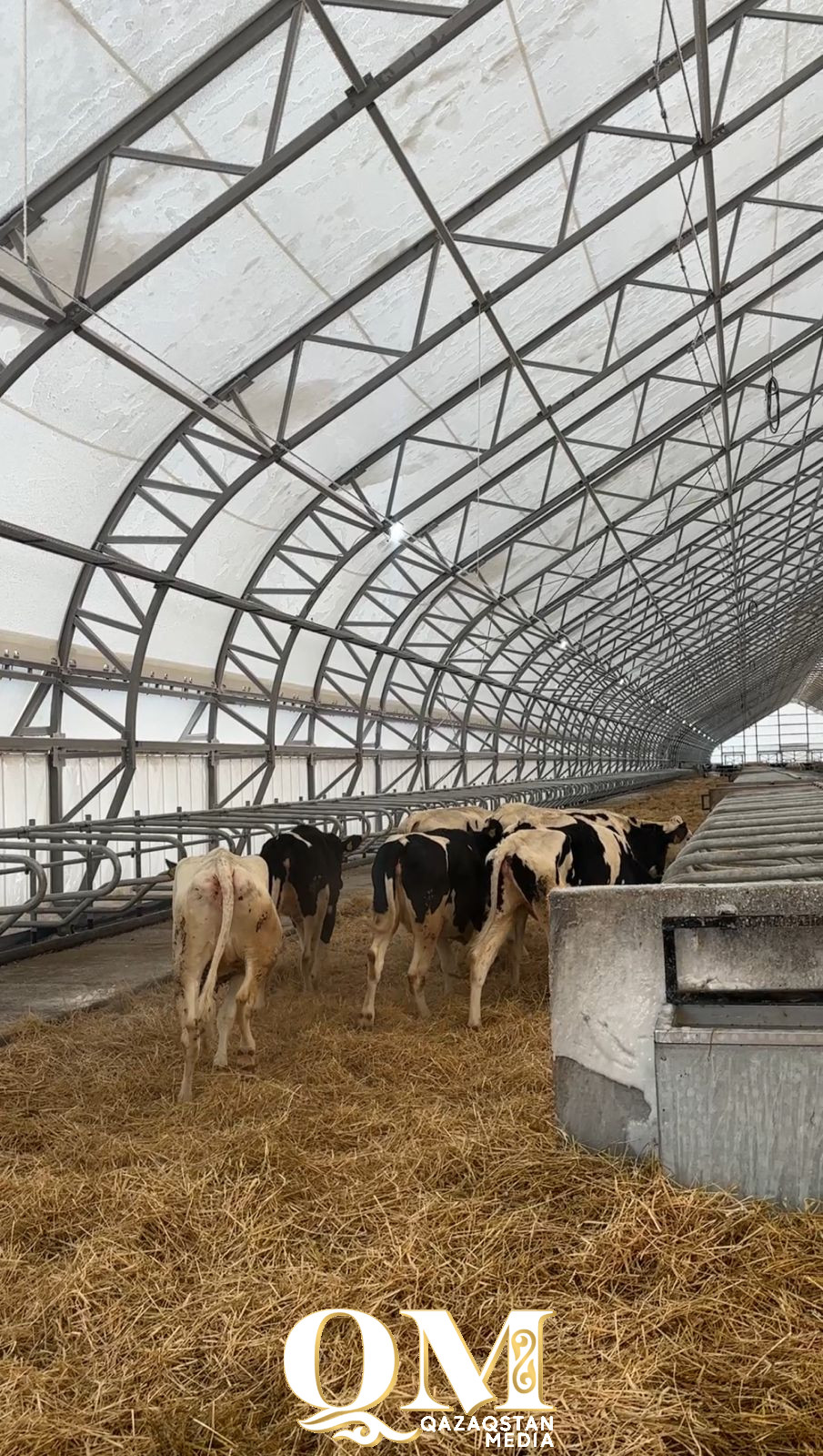 М. Жұмабаев ауданына Германиядан 165 бас асыл тұқымды ірі қара әкелінді