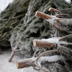 Петропавлда қолданылған Жаңа жылдық шыршалар жануарларға азық ретінде беріледі